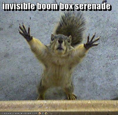 Funny on My Favorite Lolcats    Funny Pictures Say Anything Squirrel